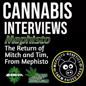 Mephisto Genetics! A Session with Mitch and Tim, the Worlds Best Autoflowering breeders!