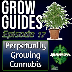 Perpetually Growing Cannabis, Never Run out of Cannabis Again! | Cannabis grow Guides Episode 17