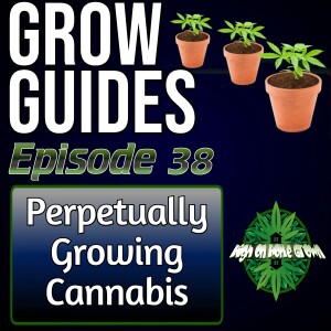 Perpetually Growing Cannabis | Cannabis Grow Guides Episode 38