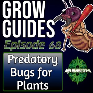 Nature’s Pest Control: Predatory Bugs on Cannabis Plants | Cannabis Grow Guides Episode 68