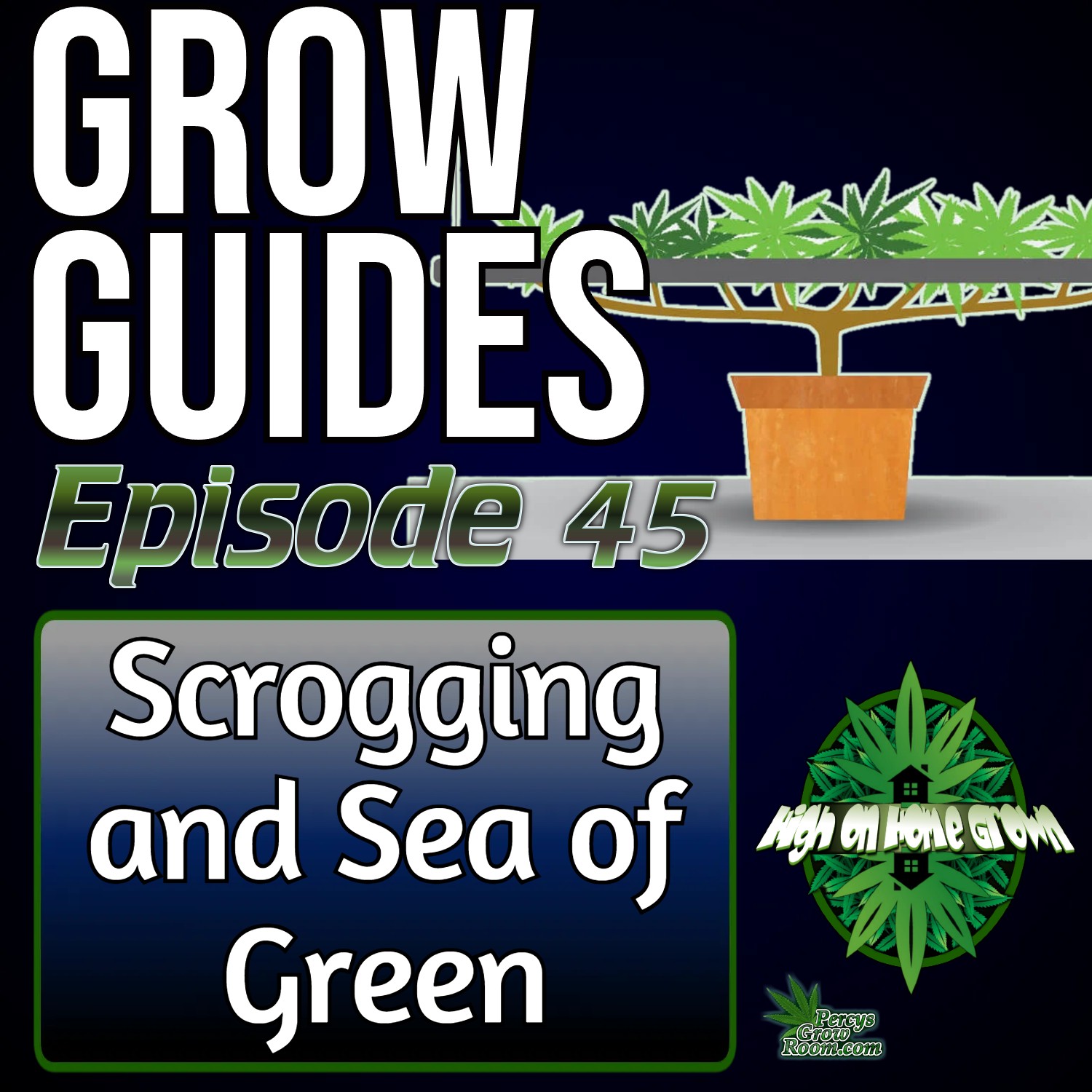 SCROG vs SOG: Which Training Method is Best for Bigger Cannabis Yields? | Grow Guides Episode 45