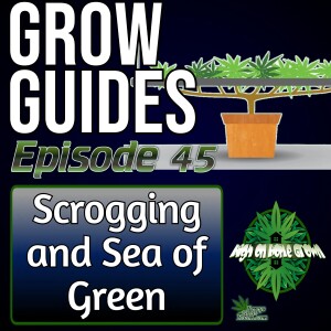 SCROG vs SOG: Which Training Method is Best for Bigger Cannabis Yields? | Grow Guides Episode 45