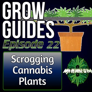 Scrogging Cannabis Plants | Cannabis Grow Guides Episode 22