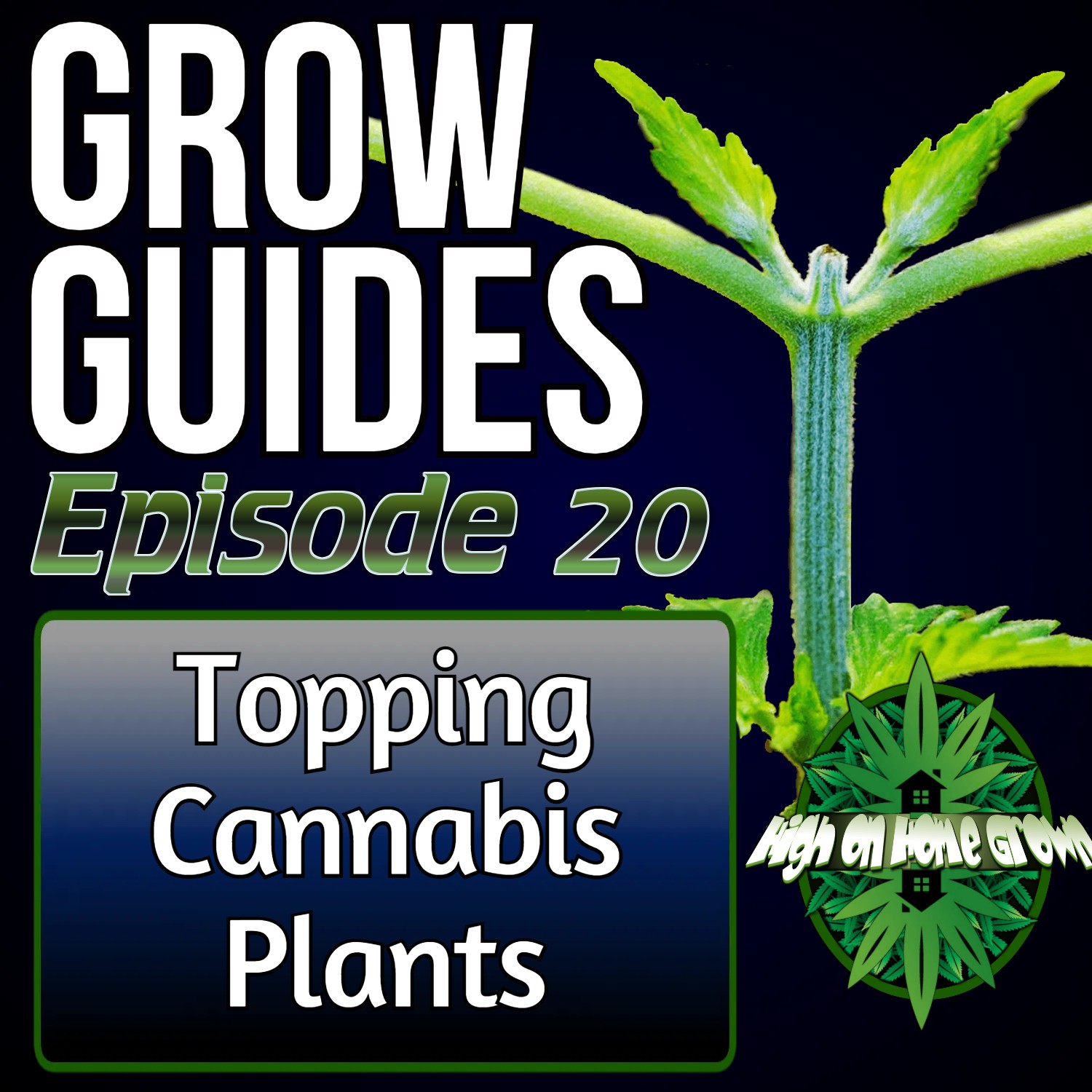 Topping Cannabis Plants | Cannabis Grow Guides Episode 20