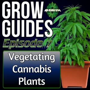 Vegging Cannabis Plants | Cannabis Grow Guides Episode 7
