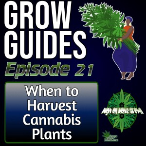 When to Harvest Cannabis Plants | Grow Guides Episode 21