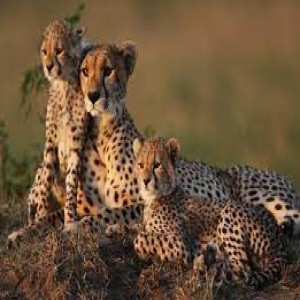 Let‘s talk about Cheetahs