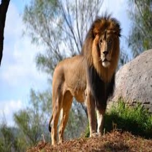 Let's talk about Lions