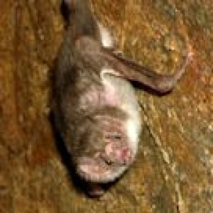 Let's talk about Vampire bats.