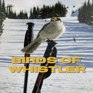 Birds of Whistler