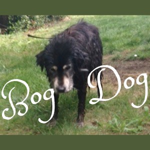 Episode 105 - Bog Dog feat. Steph Raj