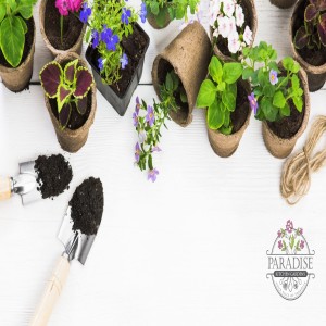 History of Gardening - Erin Hanley - Ace Integrative Health (Audio)