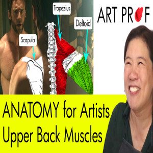 Anatomy for Artists: Muscles in the Upper Back