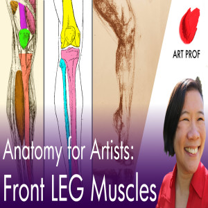 Human ANATOMY Lecture for Artists: LEG Muscles, Front