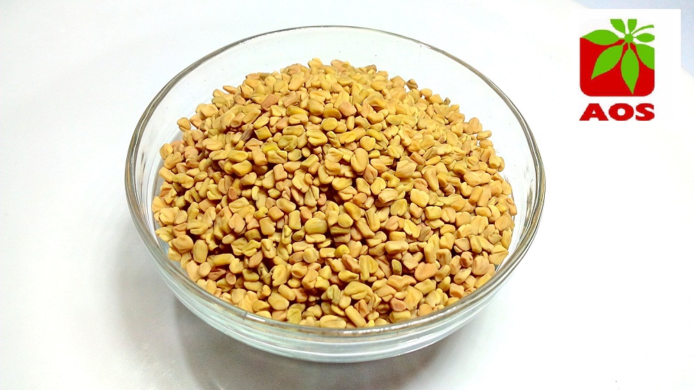 Fenugreek seeds oil largest market in India, Korea and Middle east