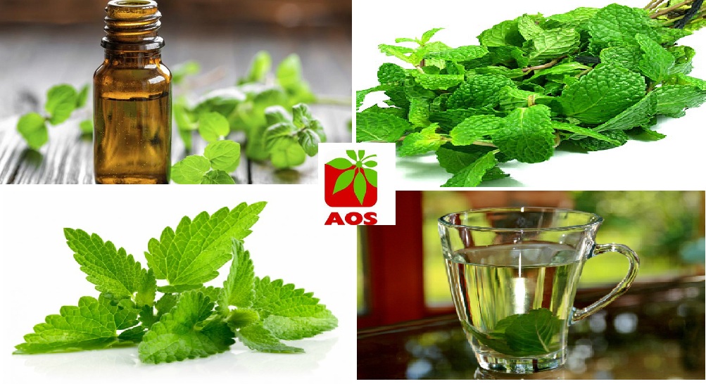 Peppermint Oil Factory Price in India