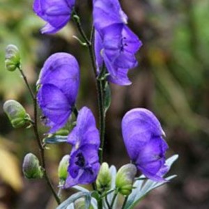 Aconite: The Terrified One