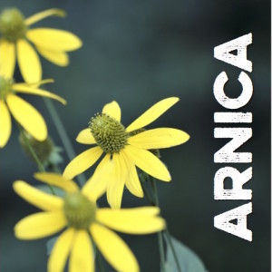 Arnica: The Traumatised One