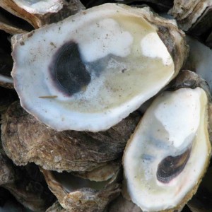 Calc Carb: An Oyster without its Shell