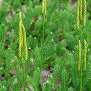 Lycopodium: Bluff and Bluster