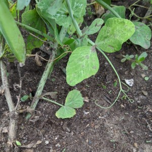Cotyledon
