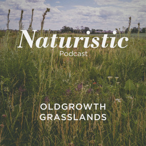 6 - Old-growth Grasslands