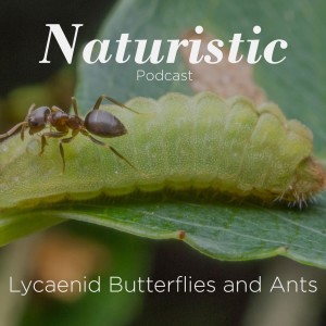 1 - Lycaenid Butterflies and Ants