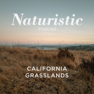7 - California Grasslands