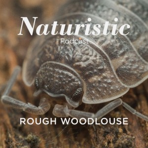 10 - Rough Woodlouse