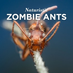 5 - Zombie Ants