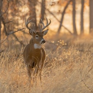 The Perils of Prions: Chronic Wasting Disease and Wildlife Health Management with Dr. Iga Stasiak. Animal Health Insights Ep. 10, Oct. 8, 2021