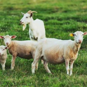 Parasite Problems and Novel Solutions for Small Ruminants. with Drs. Anne LeBoeuf and Denise Bélanger. Animal Health Insights, Ep. 12. Jan. 24, 2022