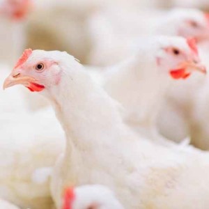 Preventing Avian Influenza with Dr. Jean-Pierre Vaillancourt. Animal Health Insights, Ep. 15. May 6, 2022