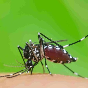 Monitoring malicious mosquitoes with Dr. Antoinette Ludwig and Marc Avramov. Animal Health Insights, Ep. 24a, June 11, 2024