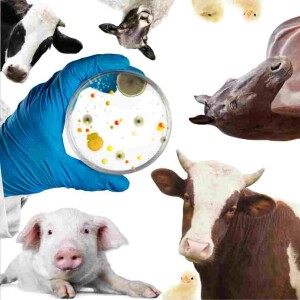 Gérer nos microbes en commun: l’approche une seule santé, la résistance aux antimicrobiens et les animaux de ferme. avec Dr Mohamed Rhouma. Perspectives en santé animale, Ep. 23b,  14 Jun 2023
