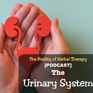 The Urinary Tract