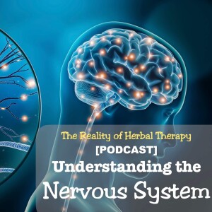 Understanding the Nervous System: Herbal Remedies for Stress, Anxiety, and Pain