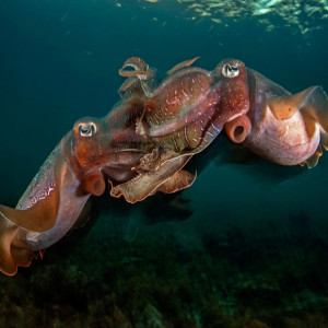 Season 1- Episode VI: Cuttlefish Mating and Conservation