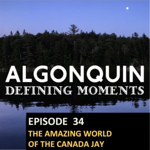 Episode 34: The Amazing World of the Canada Jay