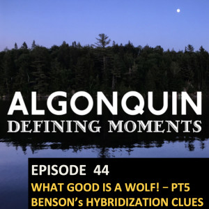 Episode 44: Dr. John Benson’s Algonquin Wolf Research  2007-2011 (What Good is a Wolf Part V)