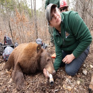 E30: Black Bear Hunting in Missouri with Laura Conlee