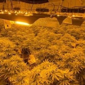 Podcast: Five charged after cannabis factory with over 450 plants raided