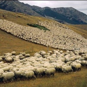 Flock and Roll