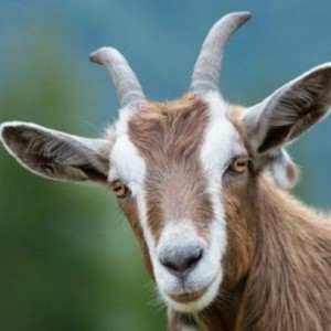 What Gets God's Goat?