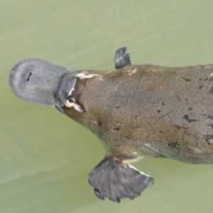 The Platypus of Torah Portions