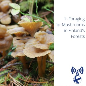 Foraging for Mushrooms in Finland's Forests