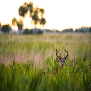 Public land Deer Hunting - Randy Holman