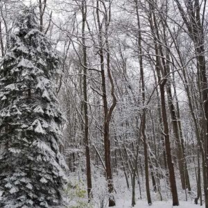 Winter Movies 