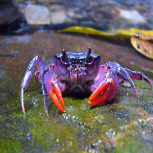 120 - Attack of the Purple Crabs