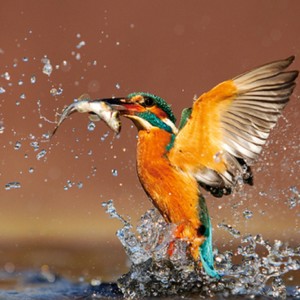”As Kingfishers Catch Fire...”, a poem by GM Hopkins
